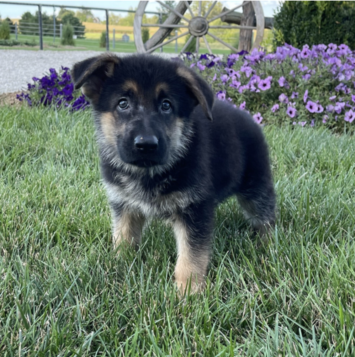 comprar cachorros sanos, baratos y asequibles para la venta
